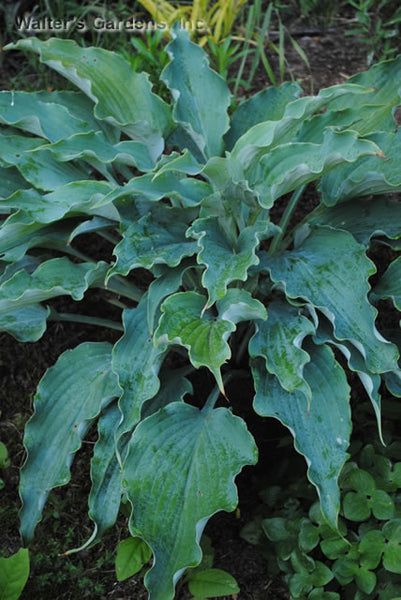 Hosta 'Neptune'