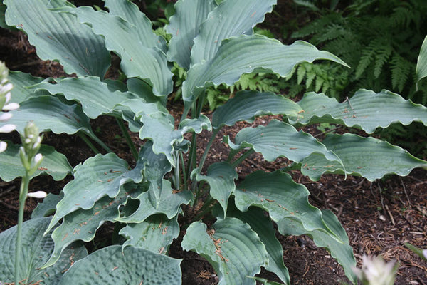 Hosta 'Neptune'