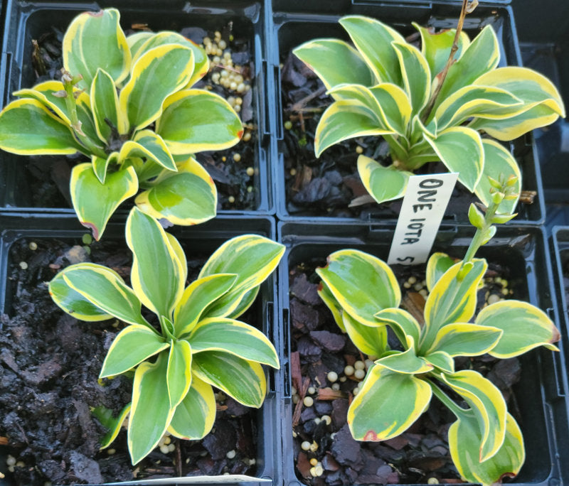 hosta house plant Hosta 'One Iota'
