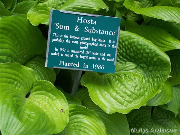 Hosta 'Sum and Substance'
