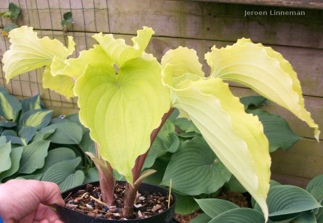 Hosta 'Valley's Lemon Squash' – In The Country Garden & Gifts