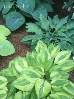 Hosta 'Yellow Polka Dot Bikini'