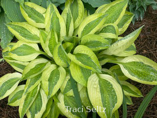 Hosta 'Yellow Polka Dot Bikini'