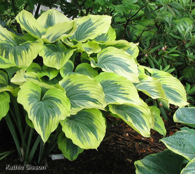 Hosta 'Ginsu Knife' – In The Country Garden & Gifts Online Store