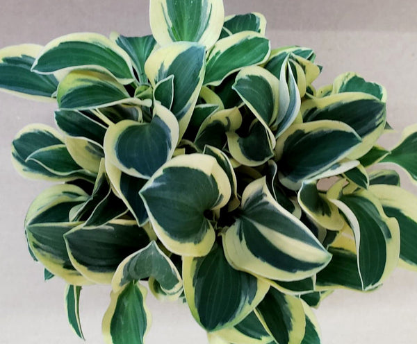 Hosta 'Mouse Madness'