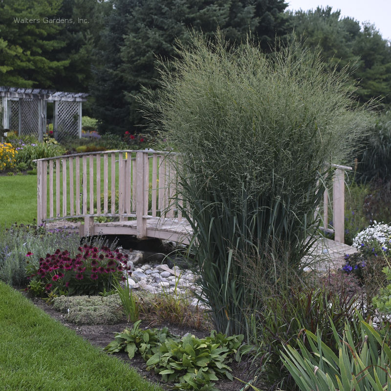 Panicum virgatum 'Totem Pole' – In The Country Garden & Gifts