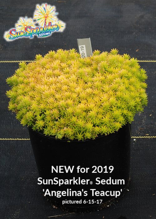 Sedum 'Angelina's Teacup' – In The Country Garden & Gifts Online Store