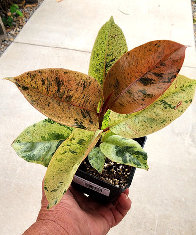Ficus shivereana 'Moonshine'