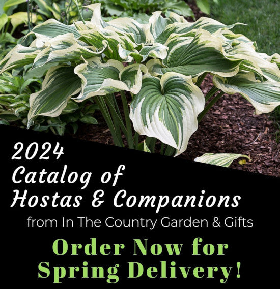 2024 Catalog of Hostas & Companion Plants - Order now for spring delivery!