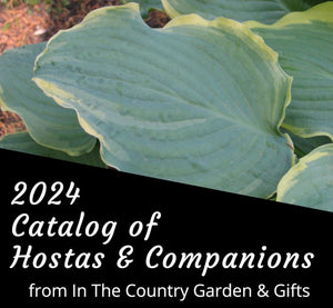 2024 Catalog of Hostas & Companion Plants