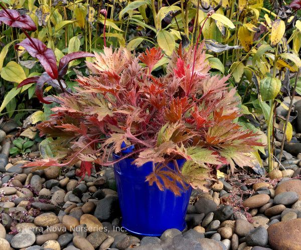 Heuchera FYRE WING 'Amber'