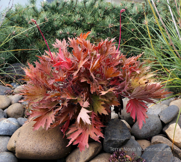 Heuchera FYRE WING 'Amber'