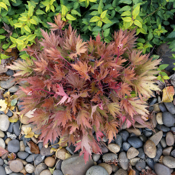 Heuchera FYRE WING 'Amber'
