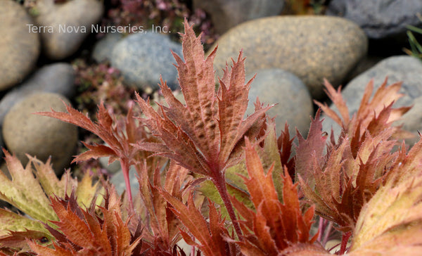 Heuchera FYRE WING 'Amber'