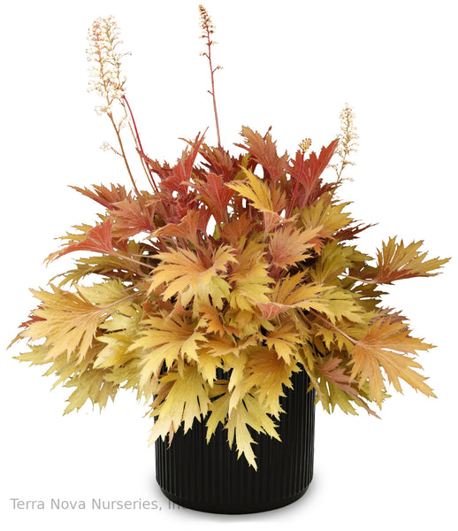 Heuchera FYRE WING 'Amber'