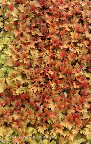 Heuchera FYRE WING 'Amber'