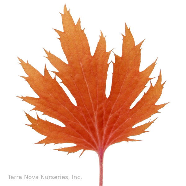 Heuchera FYRE WING 'Amber'