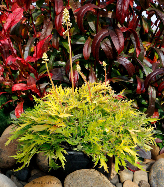 Heuchera FYRE WING 'Heliodor'