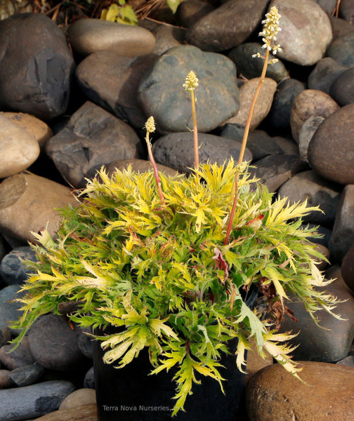 Heuchera FYRE WING 'Heliodor'