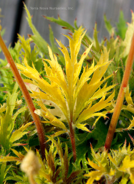 Heuchera FYRE WING 'Heliodor'