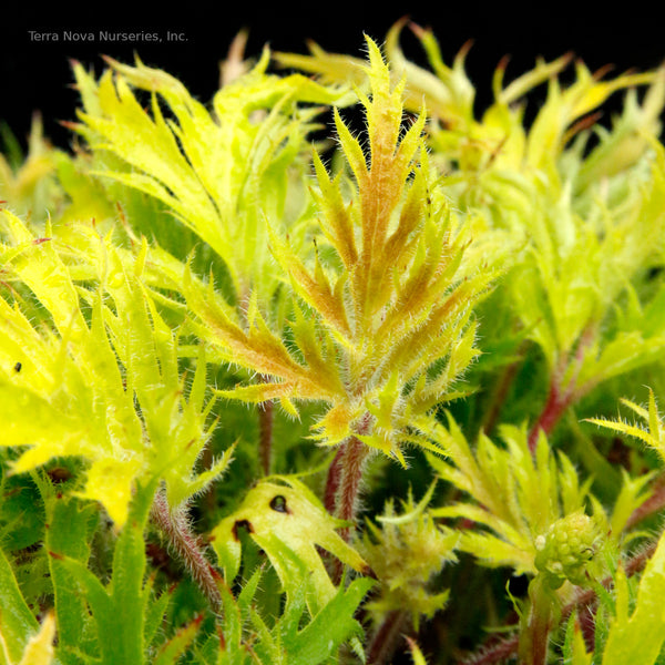 Heuchera FYRE WING 'Heliodor'
