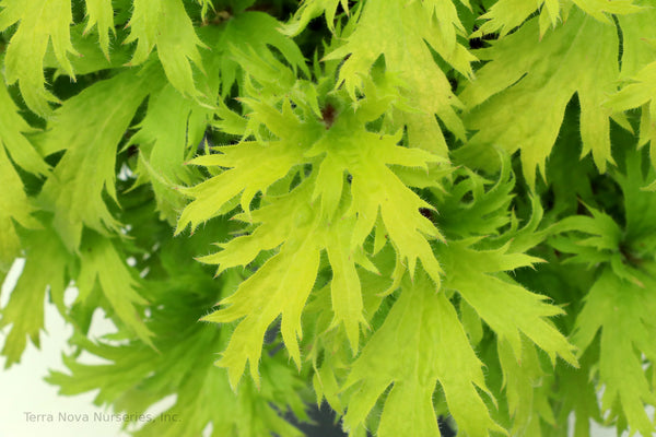 Heuchera FYRE WING 'Heliodor'