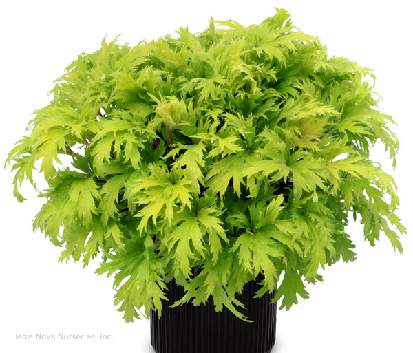 Heuchera FYRE WING 'Heliodor'