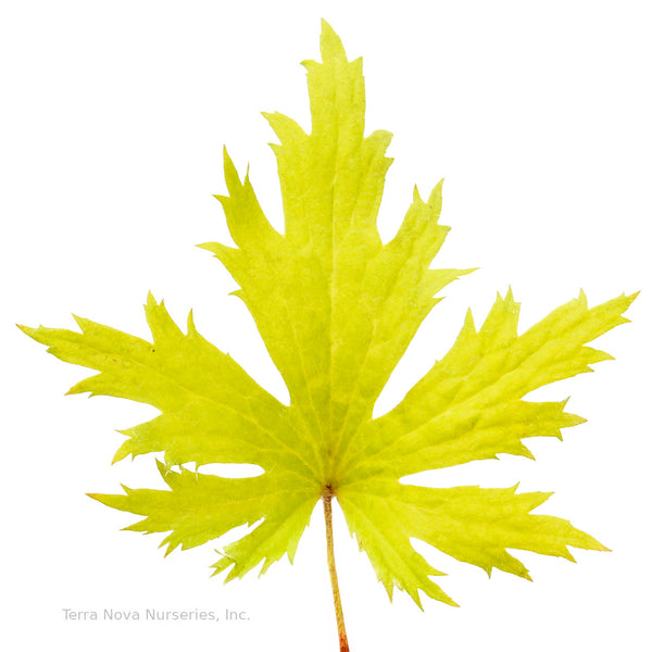 Heuchera FYRE WING 'Heliodor'