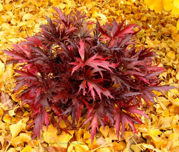 Heuchera FYRE WING 'Hematite'