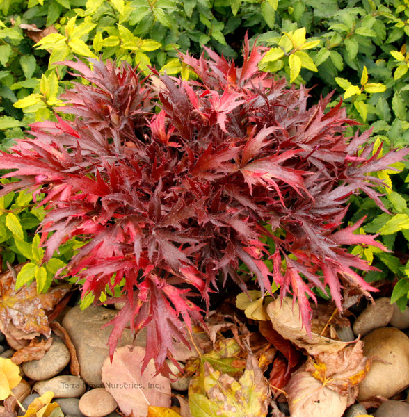 Heuchera FYRE WING 'Hematite'