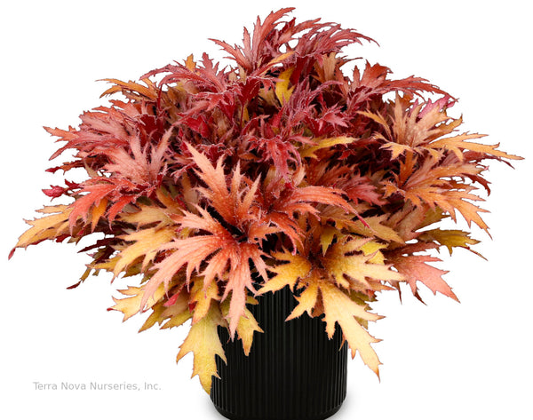 Heuchera FYRE WING 'Hematite'