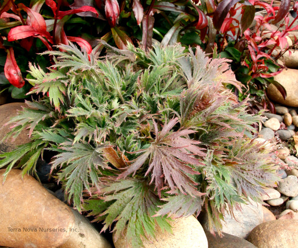 Heuchera FYRE WING 'Jadeite'