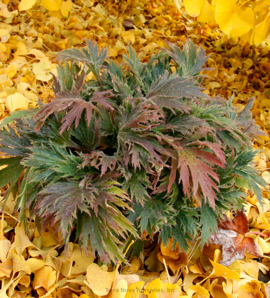 Heuchera FYRE WING 'Jadeite'