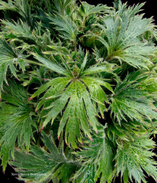 Heuchera FYRE WING 'Jadeite'