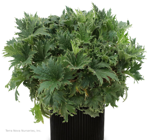 Heuchera FYRE WING 'Jadeite'