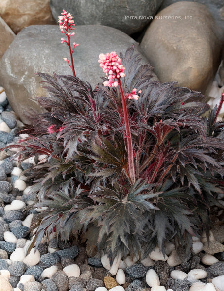 Heuchera FYRE WING 'Jet'