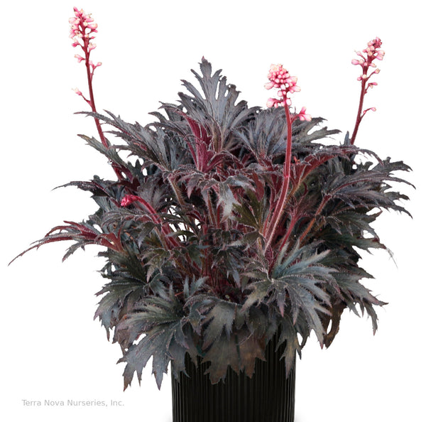 Heuchera FYRE WING 'Jet'