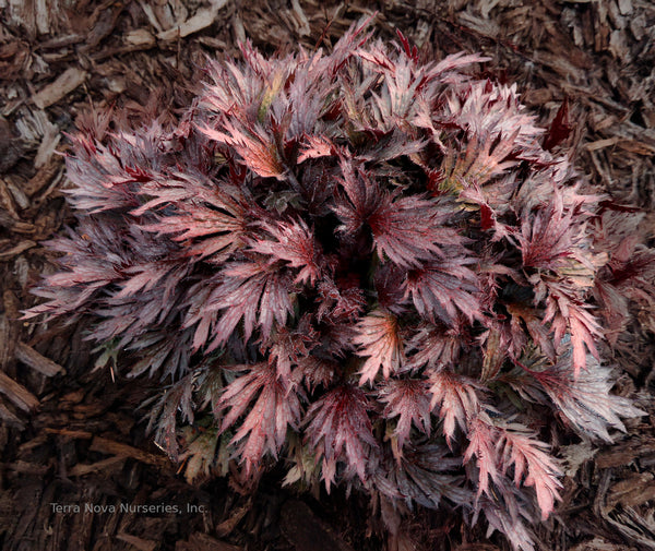 Heuchera FYRE WING 'Rhodonite'