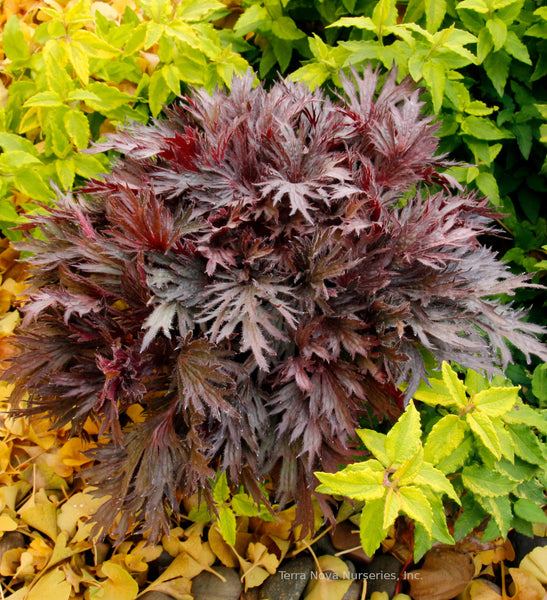 Heuchera FYRE WING 'Rhodonite'