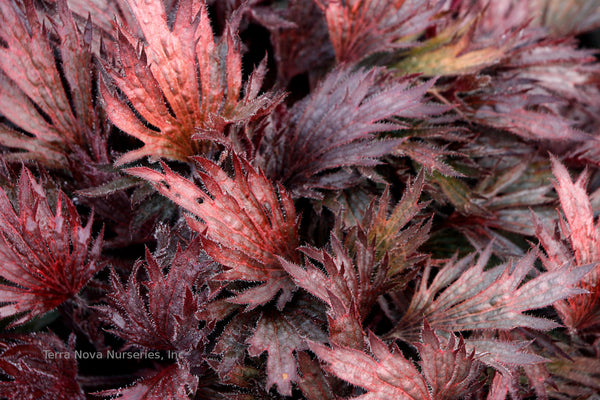 Heuchera FYRE WING 'Rhodonite'