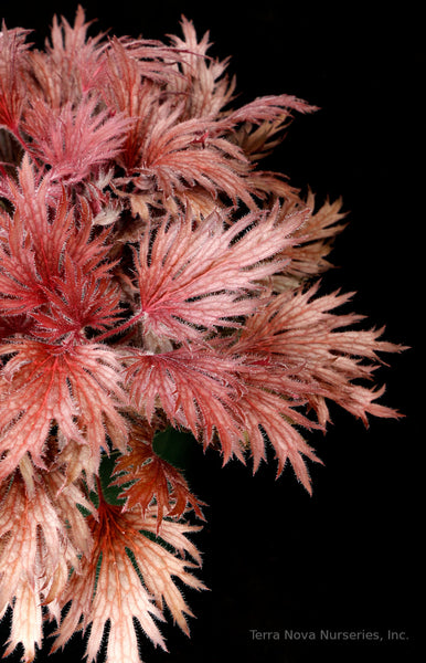 Heuchera FYRE WING 'Rhodonite'
