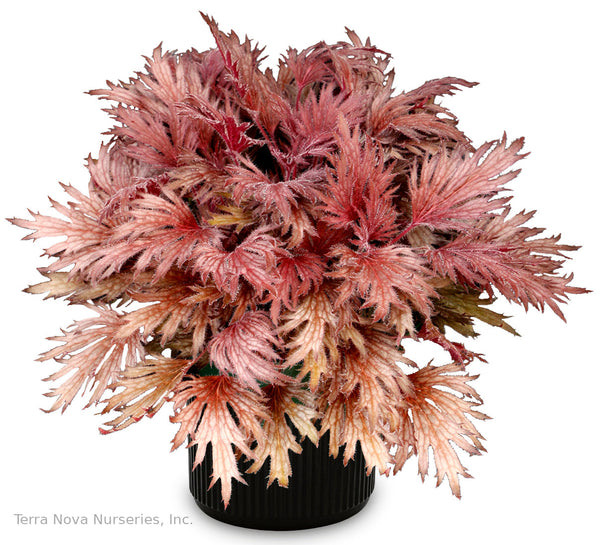 Heuchera FYRE WING 'Rhodonite'