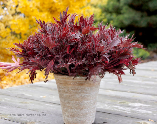 Heuchera FYRE WING 'Spinel'
