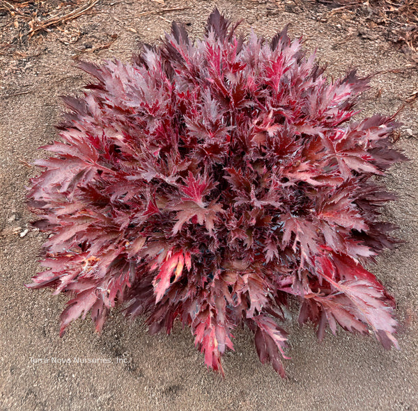 Heuchera FYRE WING 'Spinel'