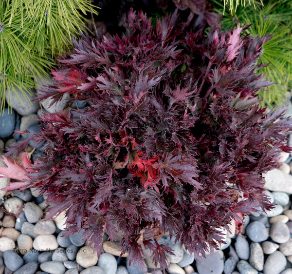 Heuchera FYRE WING 'Spinel'