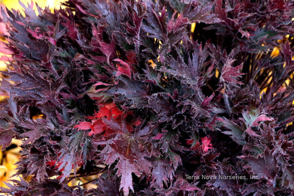 Heuchera FYRE WING 'Spinel'