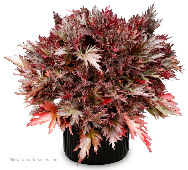 Heuchera FYRE WING 'Spinel'