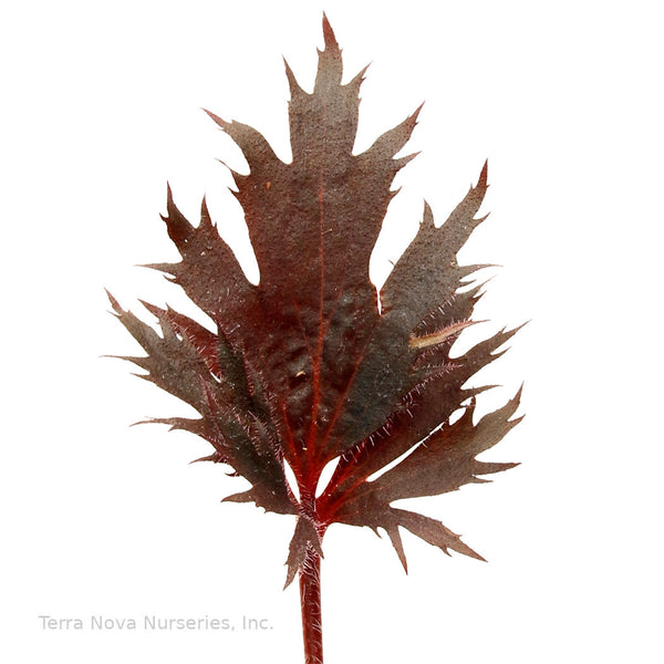 Heuchera FYRE WING 'Spinel'