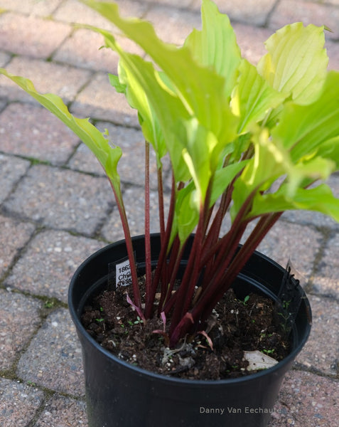 Hosta 'Holar Curved Waterfall' petioles