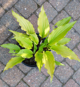 Hosta 'Holar Curved Waterfall'